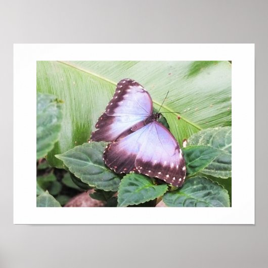 Poster Papillon morpho bleu (Devant)