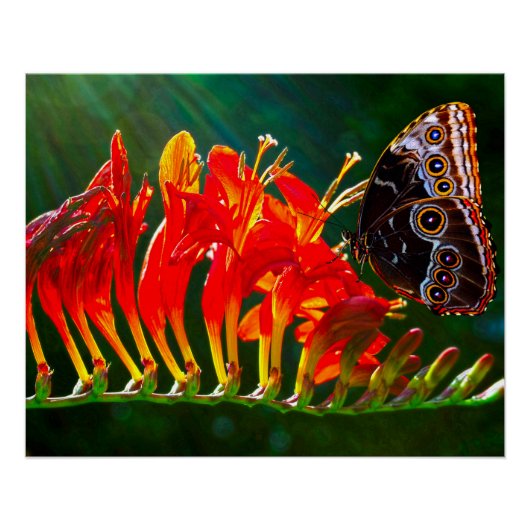 Poster Papillon morpho bleu sur des fleurs de Crocosmia L (Devant)
