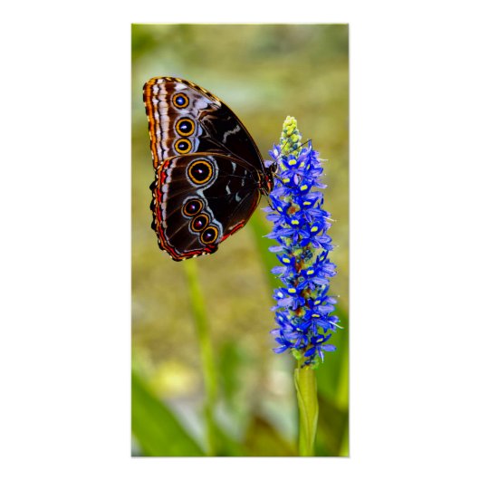 Poster Papillon morpho bleu sur une orchidée de marais (Devant)