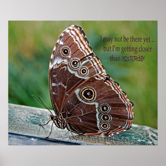 Poster Papillon morpho commun (Devant)