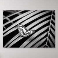 Papillon Nature Insectes Noir et Blanc