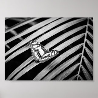 Poster Papillon Nature Insectes Noir et Blanc