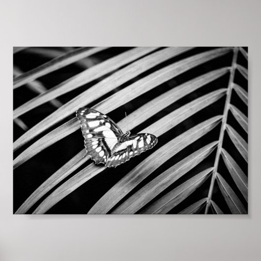 Poster Papillon Nature Insectes Noir et Blanc (Devant)