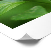 Poster Papillon noir (Coin)