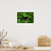 Poster Papillon noir (Cuisine)