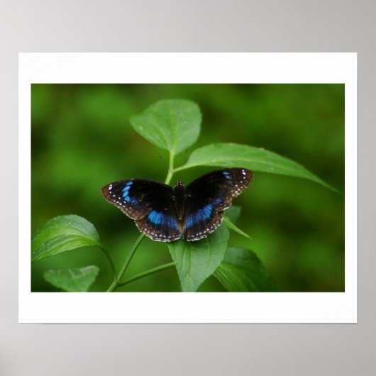 Poster Papillon noir (Devant)