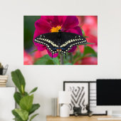 Poster Papillon noir à queue fourchue sur zinnia (Bureau à domicile)