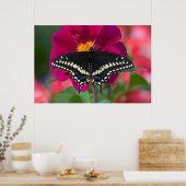 Poster Papillon noir à queue fourchue sur zinnia (Cuisine)