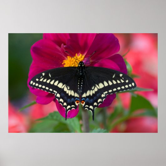 Poster Papillon noir à queue fourchue sur zinnia (Devant)