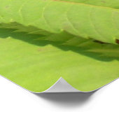 Poster Papillon noir blanc papillon (Coin)