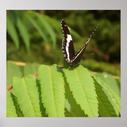 Poster Papillon noir blanc papillon (Devant)