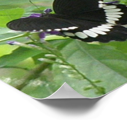 Poster Papillon noir et blanc (Coin)
