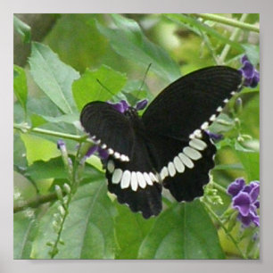 Poster Papillon noir et blanc