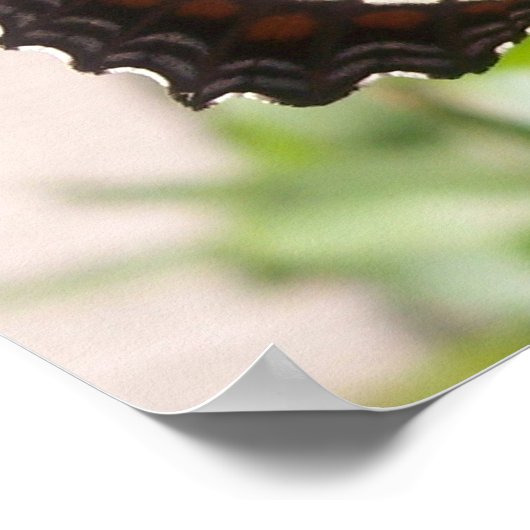 Poster Papillon noir et blanc 49 (Coin)