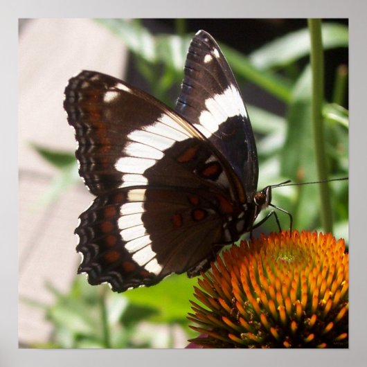Poster Papillon noir et blanc 49 (Devant)