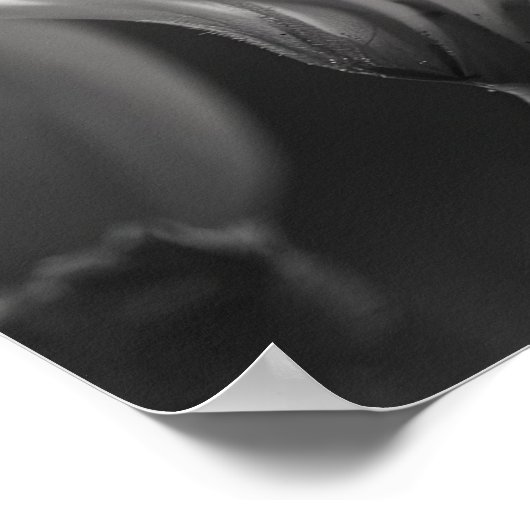 Poster Papillon noir et blanc et fleur (Coin)