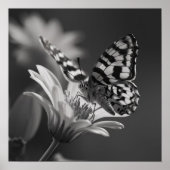 Poster Papillon noir et blanc et fleur (Devant)