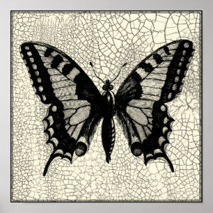 Poster Papillon noir et blanc sur l'arrière - plan criqué