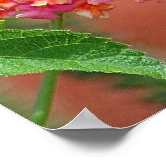 Poster Papillon noir Swallowtail (Coin)