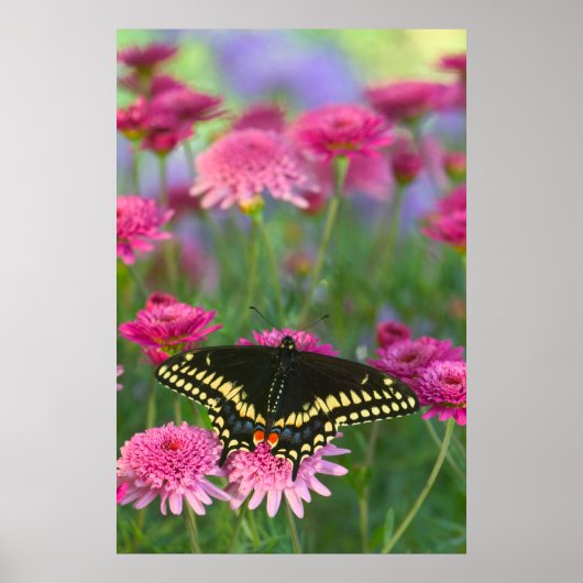 Poster Papillon noir Swallowtail sur Fleur rose foncé (Devant)