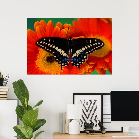 Poster Papillon noir Swallowtail sur Gerberia Daisy (Bureau à domicile)