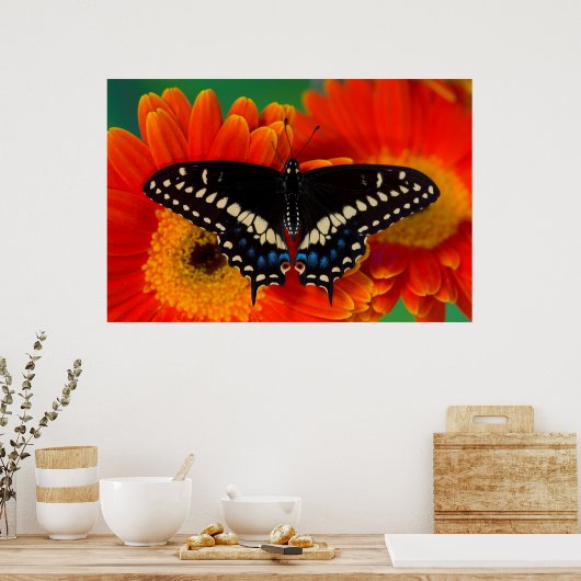 Poster Papillon noir Swallowtail sur Gerberia Daisy (Cuisine)
