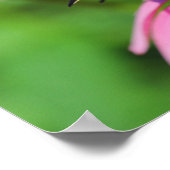 Poster Papillon noir Swallowtail sur un coneflower, Ohio (Coin)