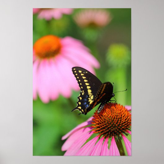 Poster Papillon noir Swallowtail sur un coneflower, Ohio (Devant)