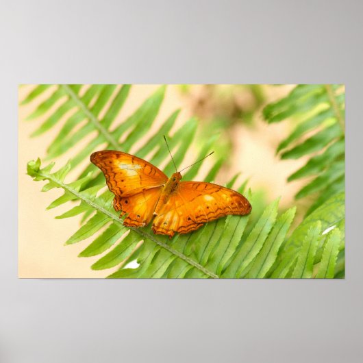 Poster papillon Orange Cruiser (Devant)