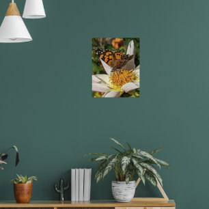 Poster Papillon Painted Lady sur Dahlia blanc