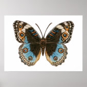 Poster Papillon Pansy Bleu (Devant)