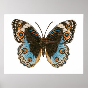 Poster Papillon Pansy Bleu