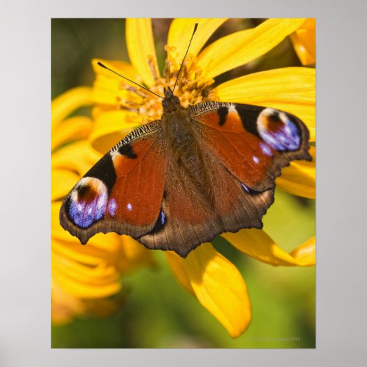 Poster Papillon paon (Devant)