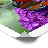 Poster Papillon paon (Inachis io) (Coin)