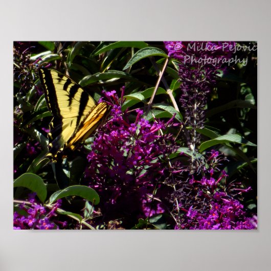 Poster Papillon Papilio glaucus (Devant)