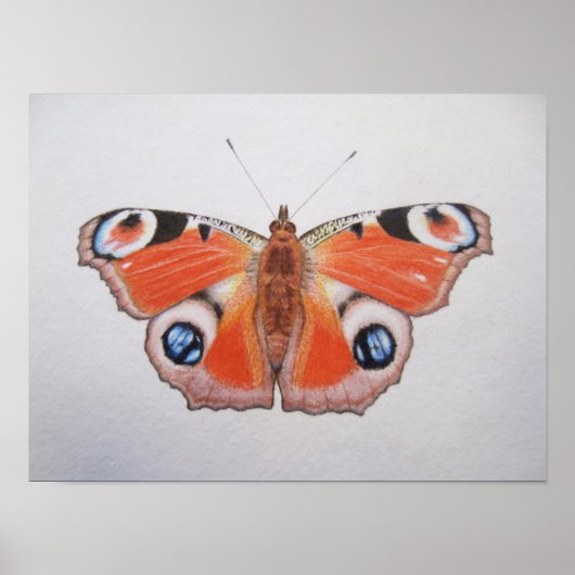 Poster Papillon Peacock 2012 (Devant)
