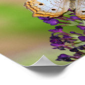 Poster Papillon Peacock blanc sur Fleurs violettes (Coin)
