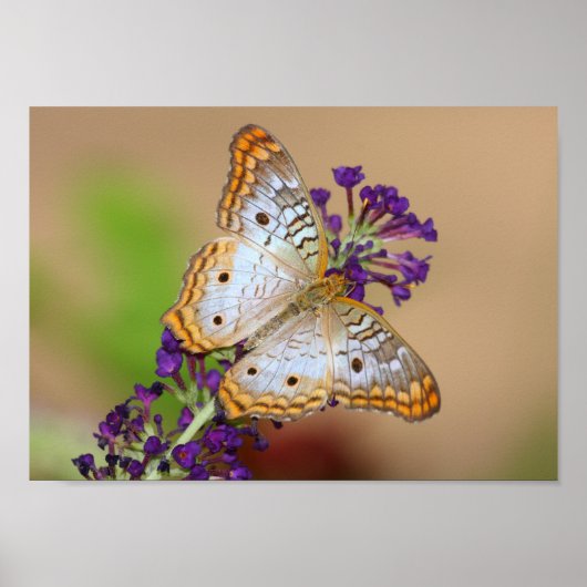 Poster Papillon Peacock blanc sur Fleurs violettes (Devant)