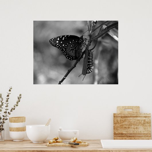 Poster Papillon Queen avec Monarch Caterpillar en B & W (Cuisine)