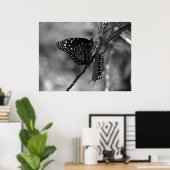 Poster Papillon Queen avec Monarch Caterpillar en B & W (Bureau à domicile)