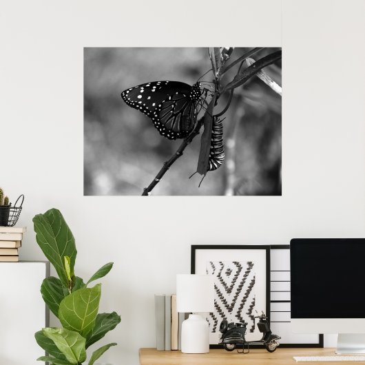 Poster Papillon Queen avec Monarch Caterpillar en B & W (Bureau à domicile)