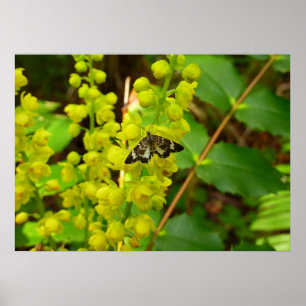 Poster Papillon Redwood et Fleurs Sauvages de Raisin d'Or