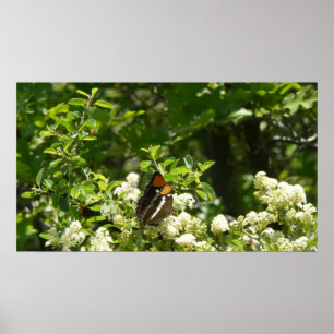 Poster Papillon Soeur de Californie à Yosemite