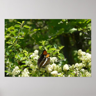 Poster Papillon Soeur de Californie à Yosemite