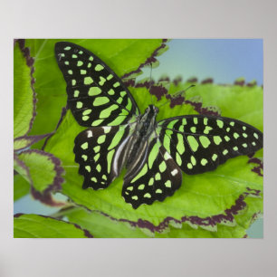 Poster Papillon sur fond vert