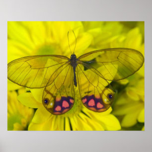 Poster Papillon sur jaune