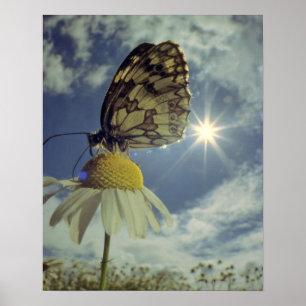 Poster Papillon sur la fleur de camomille avec le soleil,