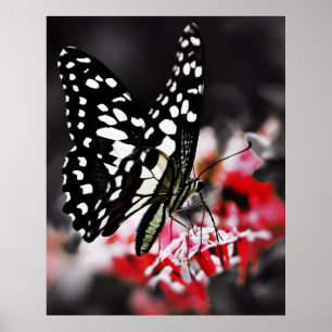 Poster Papillon sur la fleur rouge