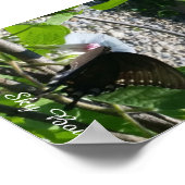Poster papillon sur la gloire matinale (Coin)