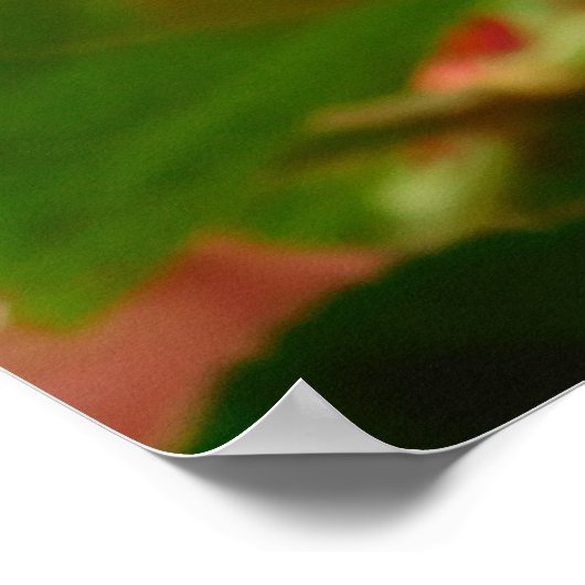 Poster Papillon sur l'affiche des fleurs rouges (Coin)